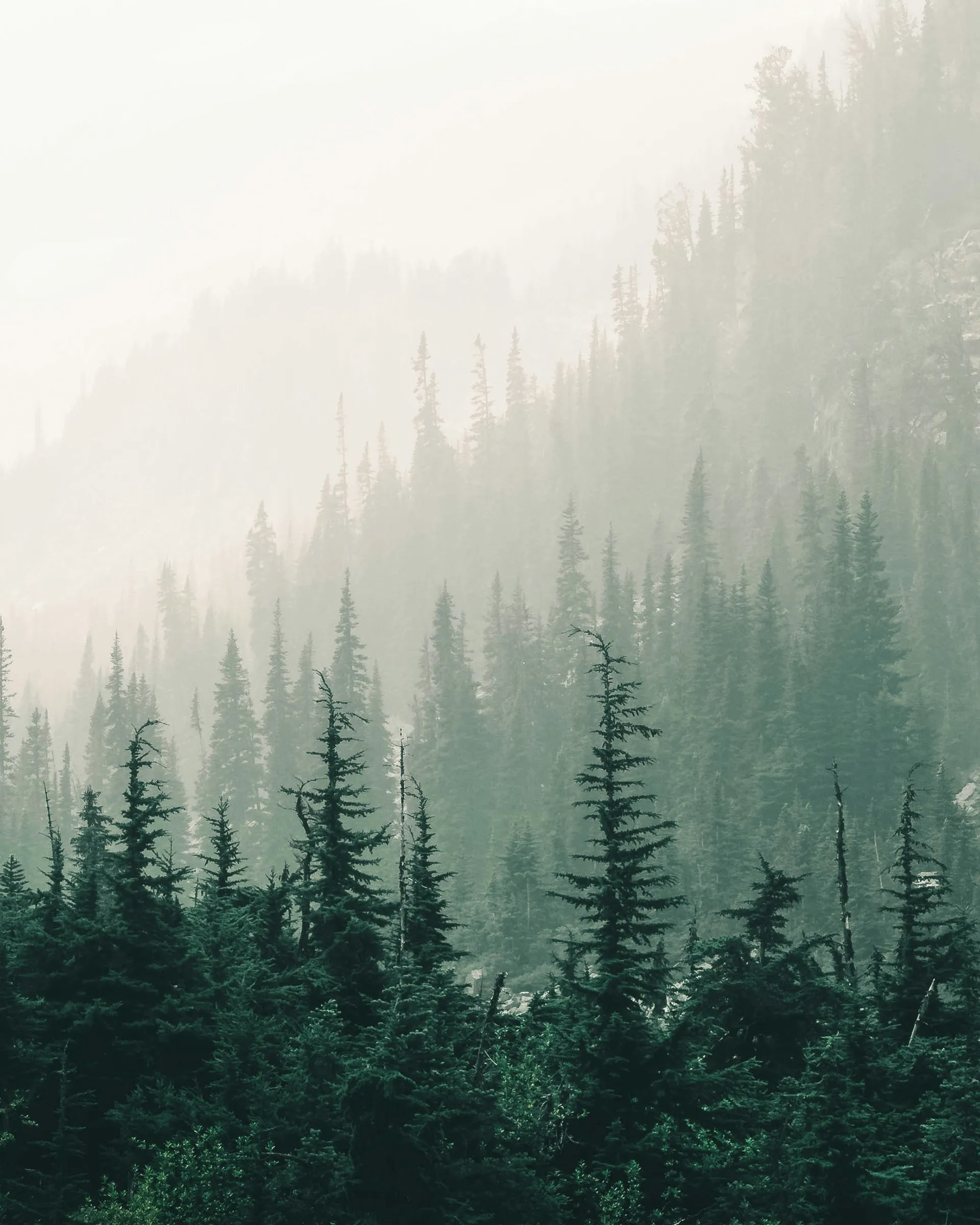 Losnai_foundation_image_2